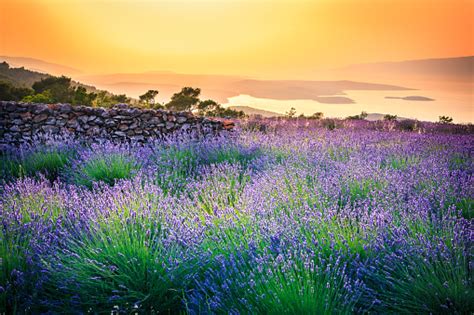Sunset Over Lavender Field Landscape Stock Photo Download Image Now