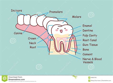 Human Teeth Anatomy
