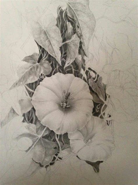 Pin By Maxie Jingles On Pencil Drawings Botanical Drawings Botanical