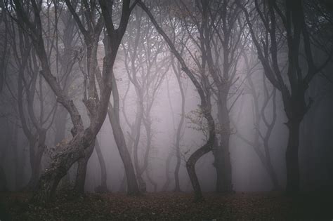 Some Of The Creepiest Forests Found All Over The World