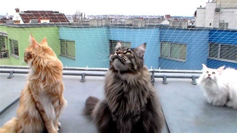 Cute Maine Coons Chattering At City Birds Pretty Funny