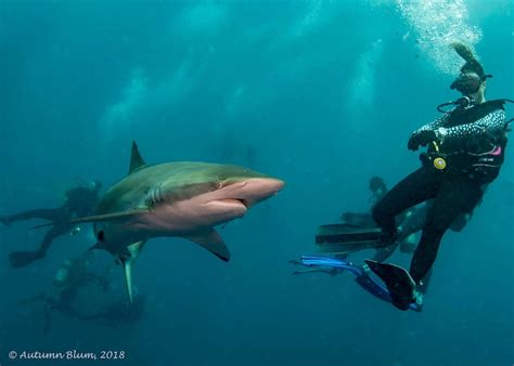Shark Diving In Florida What You Need To Know