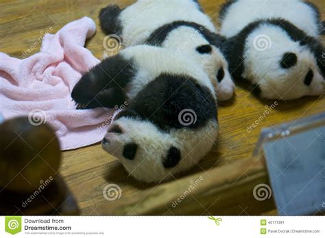 Baby Panda Stock Image Image Of Conservation Animals 40171391