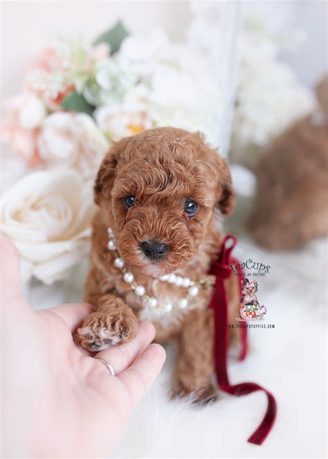 Tiny Red Toy Poodle Puppy 002 Teacup Puppies For Sale Teacup Puppies