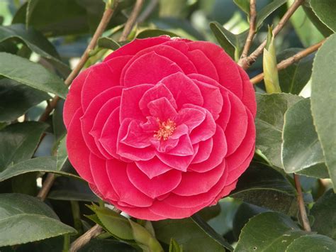 Volg een regelmatig schema voor bewatering tot het volledig is vastgesteld. Tom Knudsen Camellia | Plants, Plant catalogs, Nursery ...
