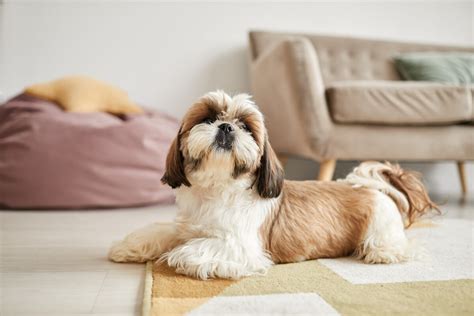What Is The Shih Tzu Lifespan A Long Life For A Little Dog The