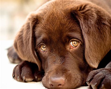 Staring Into Your Dogs Eyes Increases Love Hormone Labrador Dog