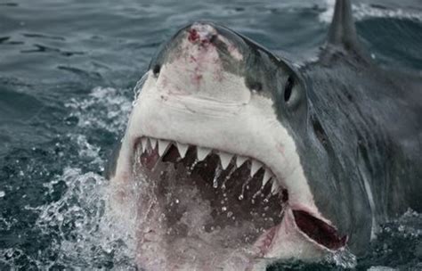 los 5 ataques de tiburón más salvajes registrados en la historia imágenes sensibles qué