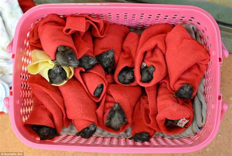 Australia Zoo Wildlife Hospital Receives Twenty Eight Red Flying Fox