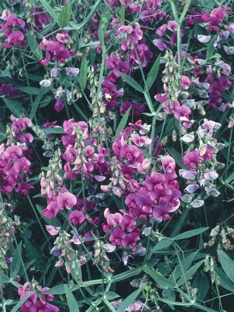 Cover a shady wall or fence with these hardy climbing plants. Climbing plants for shade | Soil + Plants = | Pinterest