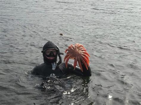 Jellyfish Safe Picture Of Snorkel Alaska Ketchikan Tripadvisor