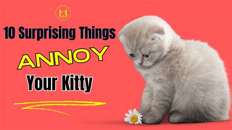 🔴 Cat Behavior Decoded 🙀 10 Surprising Things That Annoy Your Kitty