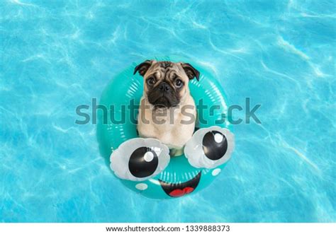 Cute Little Pug Puppy Floating Pool Stock Photo Edit Now 1339888373