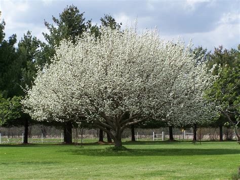 If you're looking for a tree or shrub that produces white flowers, check out one of these 11 lovely species. Temperate Climate Permaculture: Permaculture Plants: Asian ...