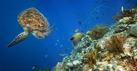 Ocean Conservation Trust An Ocean Conservation Charity