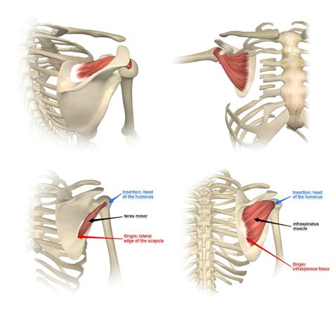 The Popular Rotator Cuff Muscles D Muscle Lab