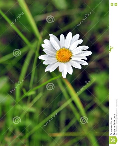 Forest White Flower Among Green Grass Stock Image Image Of