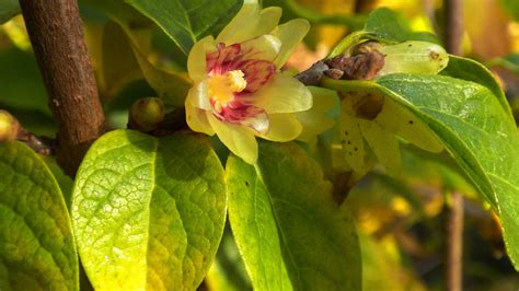 Cold Blooming Wintersweet Has A Sweet Lemony Fragrance