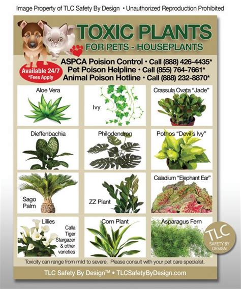 Are succulents poisonous to cats? POISONOUS TOXIC PLANTS Flowers Trademarked for Pets Dogs ...