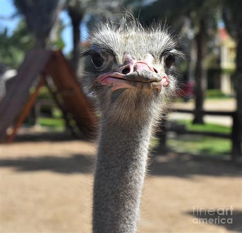 Silly Ostrich Making Very Funny Faces Photograph By Dejavu Designs Pixels
