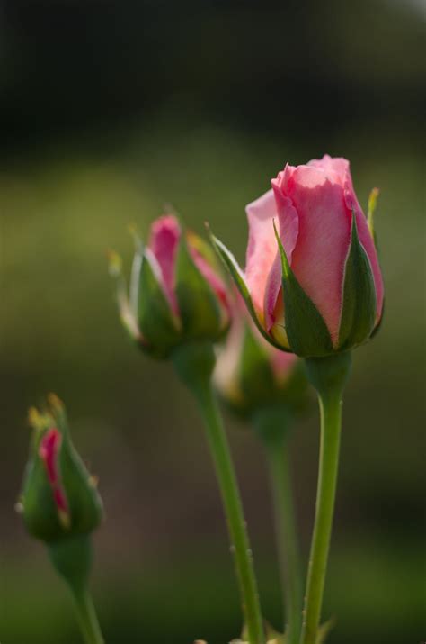 Pink Rose Bud In Sunlight Rose Buds Fragrant Flowers Beautiful Roses