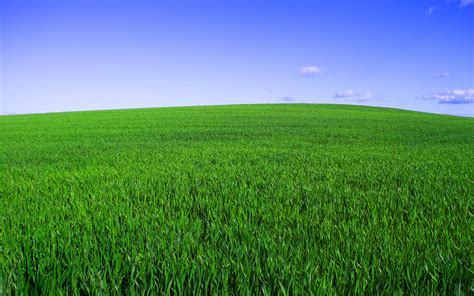 Beautiful Green Grass Field Hd Wallpaper Wallpaper
