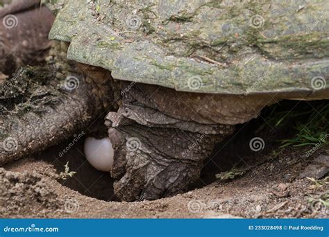 A Large Snapping Turtle Laying Eggs Stock Photo Image Of Legs Turtle