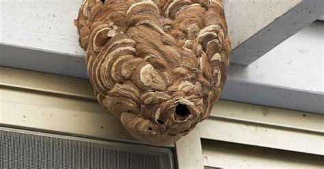 Large Asian Hornet Nests Found In Abandoned House The Premier Daily