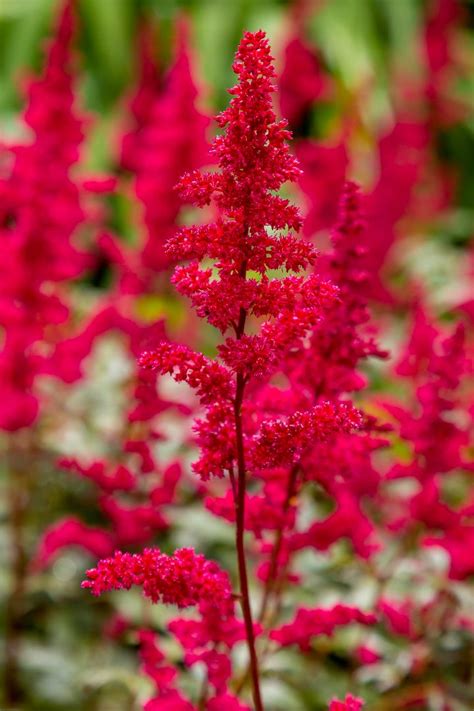 10 Tall Shade Perennials Flowering Plants That Bloom In The Shade