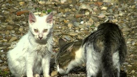 A Colony Of Feral Cats In Spain Youtube