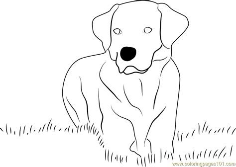 Color in this picture of a labrador puppy and share it with others today! Yellow Labrador Retriever Coloring Page - Free Dog ...