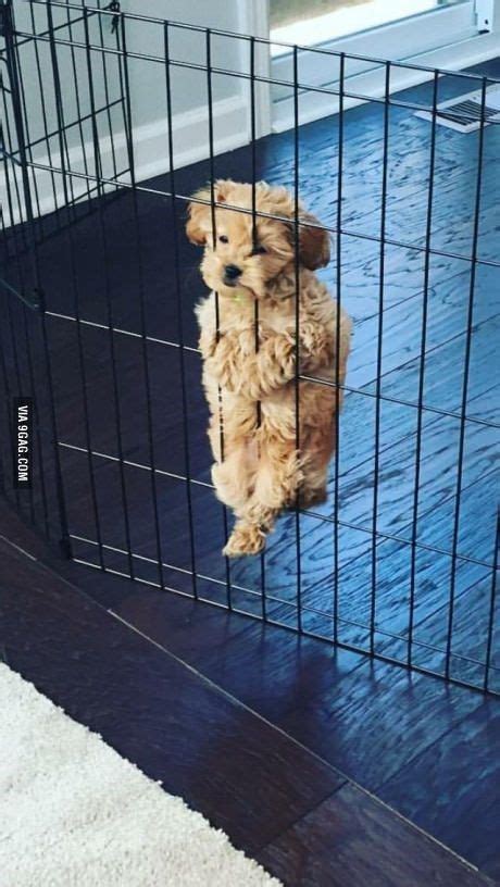 Dogs That Are Trying To Escape 12 Funny Pics Funnyfoto