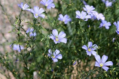 Wild Blue Flax Linum Lewisii Flowers Picture Free