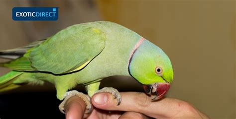 The Best Parrot For A Pet Gegu Pet