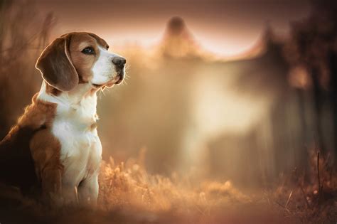 Beagles Dog Blurred Depth Of Field Animals Wallpapers Hd Desktop