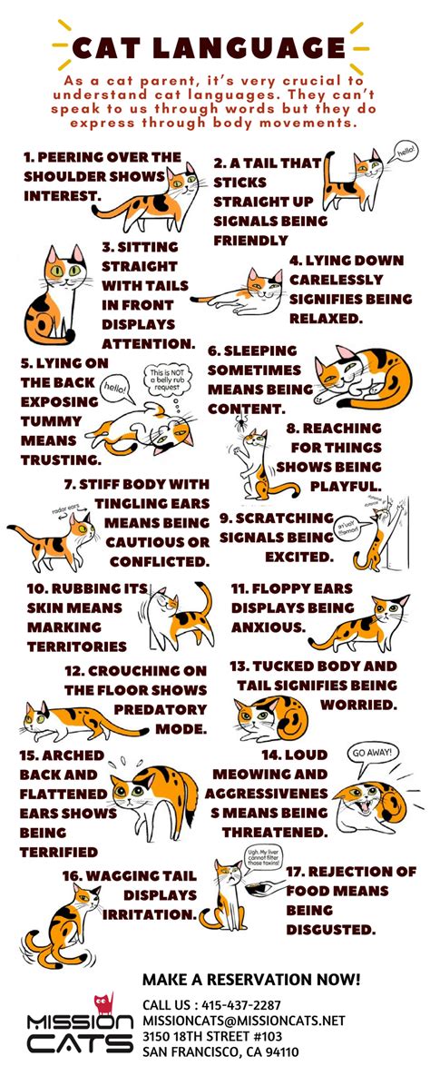 Types Of Cat Languages Get To Understand Your Fur Babies Cat