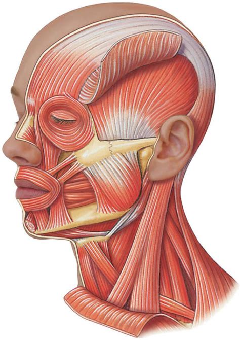 Head Neck And Face Muscles Diagram Quizlet