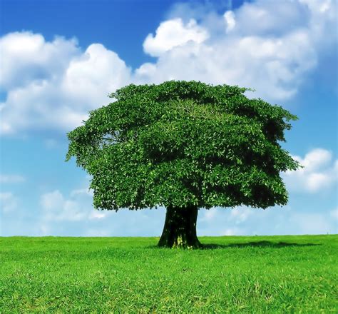 Pohon Yang Cepat Tumbuh Homecare24