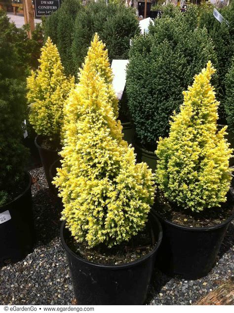 This Slow Growing Dwarf Conifer With Conical Habit Is A Natural For