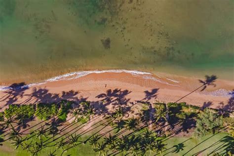 Aerial Drone Shot Of Beautiful Sandy Beach With Tall Palms Throwing
