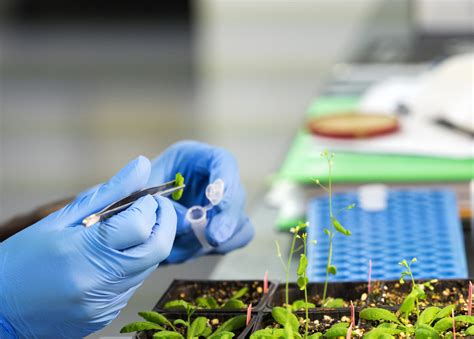 Nanotechnology For Plant Genetic Engineering
