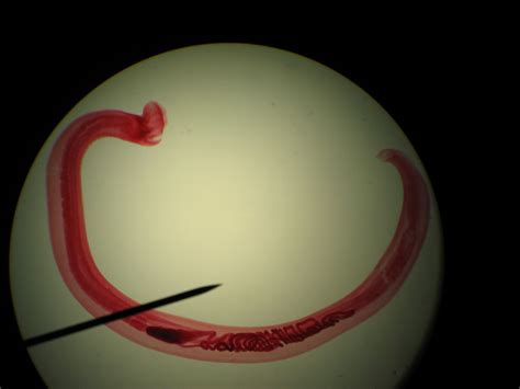 Lets Do Some Zoology Dog Hookworm Ancylostoma Caninum A Species