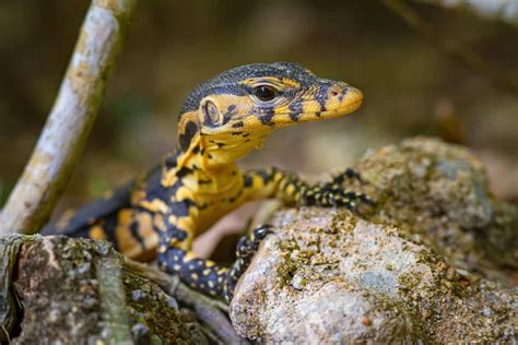 Monitor Lizard Animal Facts Varanus Indicus Az Animals