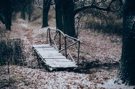 Wallpaper Nature Forest Trees Wood Bridge Old Bridge Winter