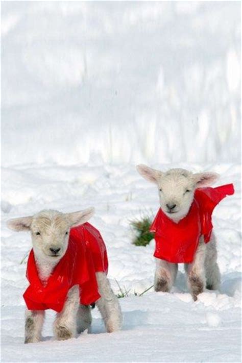 Cute Winter Animal Pics Dairyland Farm World