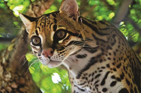 Ocelot Endangered Rainforest Animals Ecuador Animals Rainforest