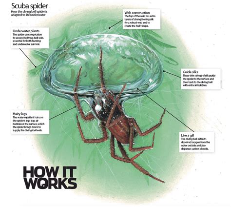 Conversely, some creatures are hostile. Diving Bell Spider - How It Works