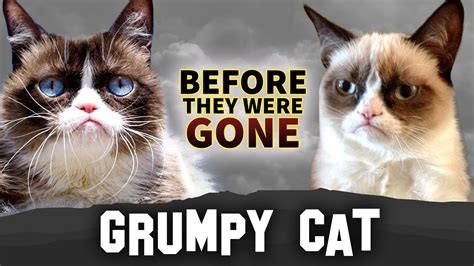 Grumpy Cat Before They Were Gone Tardar Sauce Youtube