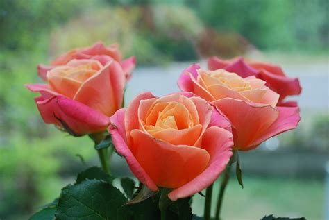 Year Of The Rose Best Types Of Roses Old Farmers Almanac