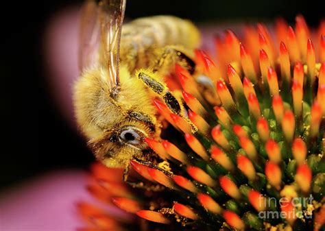Macro Photography Bees 10 Photograph By Terry Elniski Fine Art
